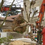 Grutage d'arbre
