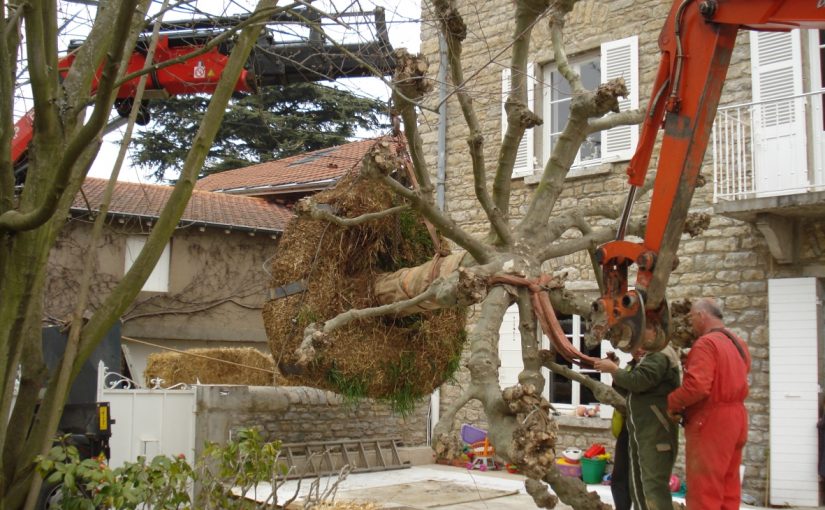 Plantation d’un platane à la grue