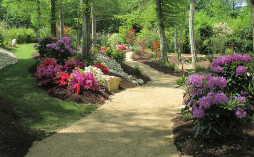 Massif de plantes de terre de bruyère