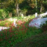 Massif de plantes vivaces