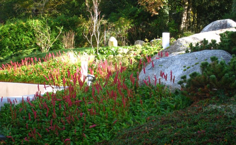 Massif de plantes vivaces