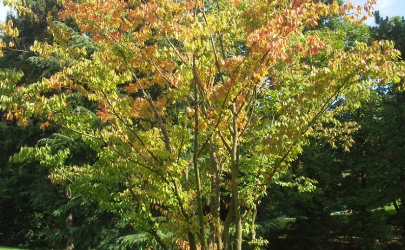 Plantation d’un grand arbre en cépée