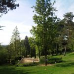 Grand arbre