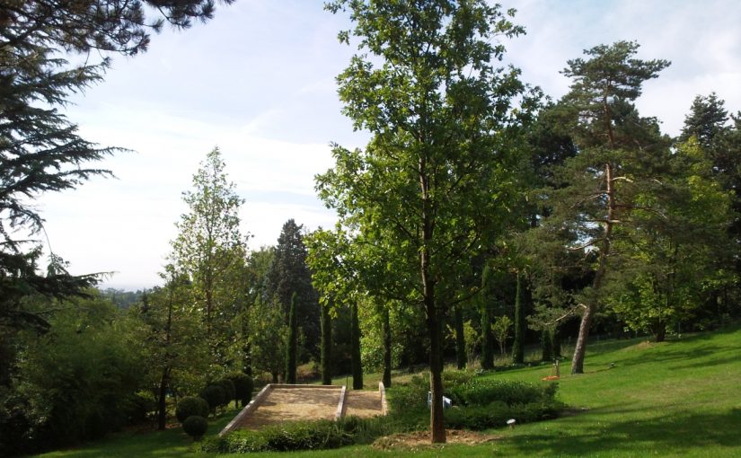 Plantation de grand sujet